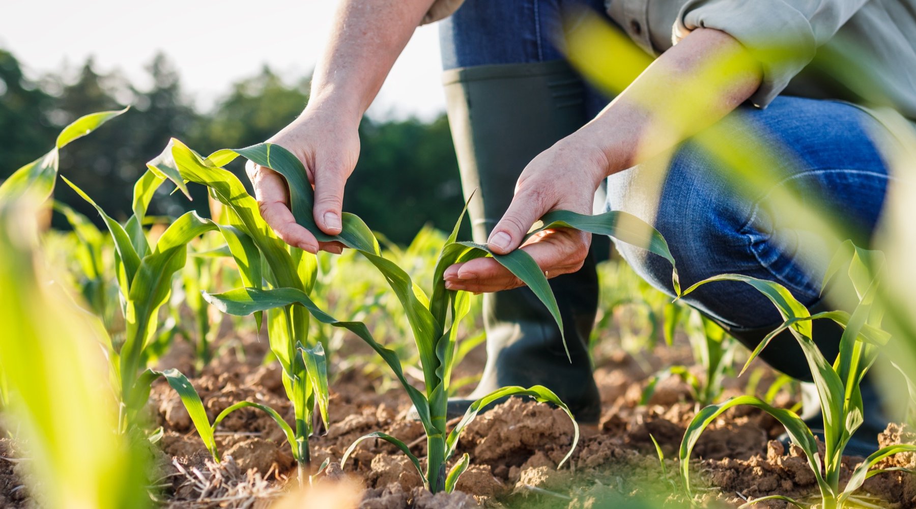 Agricoltura