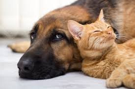 Contributo regionale a sostegno delle spese mediche per gli animali d'affezione